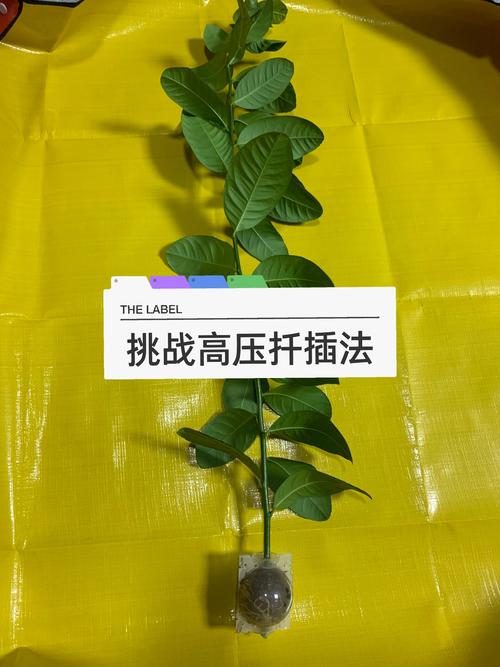 夏季扦插老是死？扦插为什么会烂？-第6张图片-优品飞百科