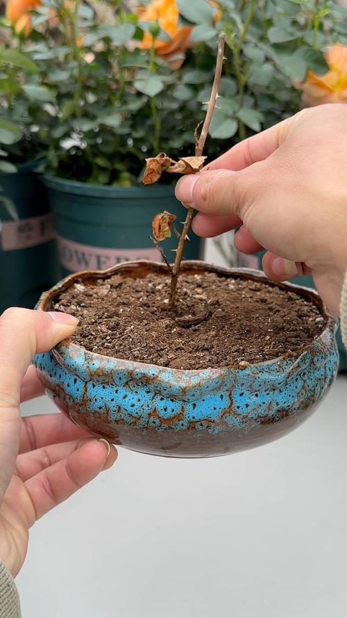 夏季扦插老是死？扦插为什么会烂？-第7张图片-优品飞百科