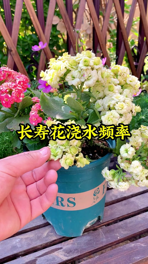 长寿花多久浇一次水，长寿花多久浇一次水合适