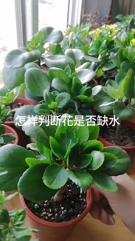 长寿花多久浇一次水，长寿花多久浇一次水合适-第2张图片-优品飞百科