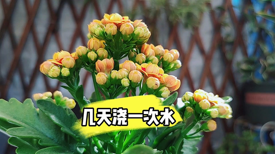 长寿花多久浇一次水，长寿花多久浇一次水合适-第4张图片-优品飞百科