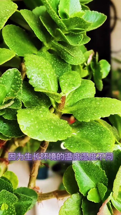 长寿花多久浇一次水，长寿花多久浇一次水合适-第5张图片-优品飞百科