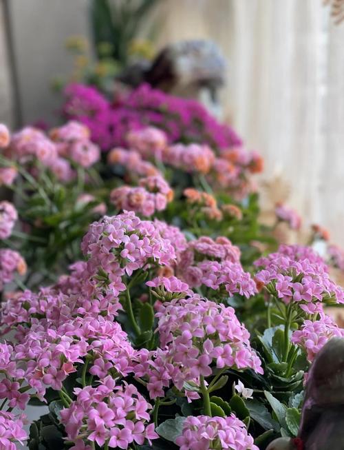 长寿花多久浇一次水，长寿花多久浇一次水合适-第7张图片-优品飞百科