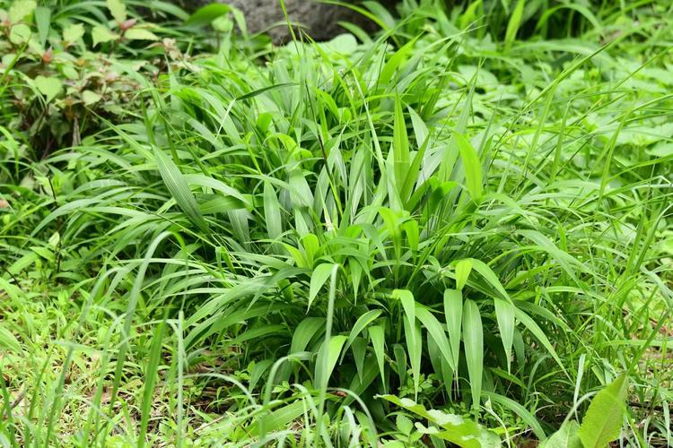 淡竹叶的养殖方法，淡竹叶的养殖方法和注意事项