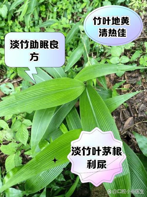 淡竹叶的养殖方法,淡竹叶的养殖方法和注意事项-第2张图片-优品飞百科 淡竹叶的养殖方法,淡竹叶的养殖方法和注意事项-第2张图片-优品飞百科