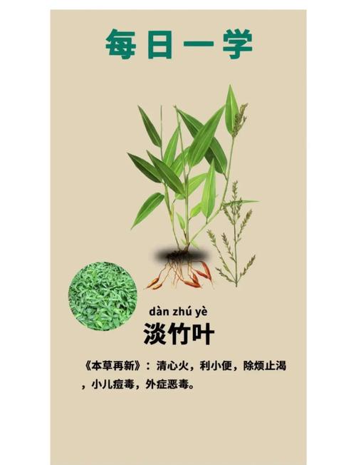 淡竹叶的养殖方法,淡竹叶的养殖方法和注意事项-第3张图片-优品飞百科 淡竹叶的养殖方法,淡竹叶的养殖方法和注意事项-第3张图片-优品飞百科