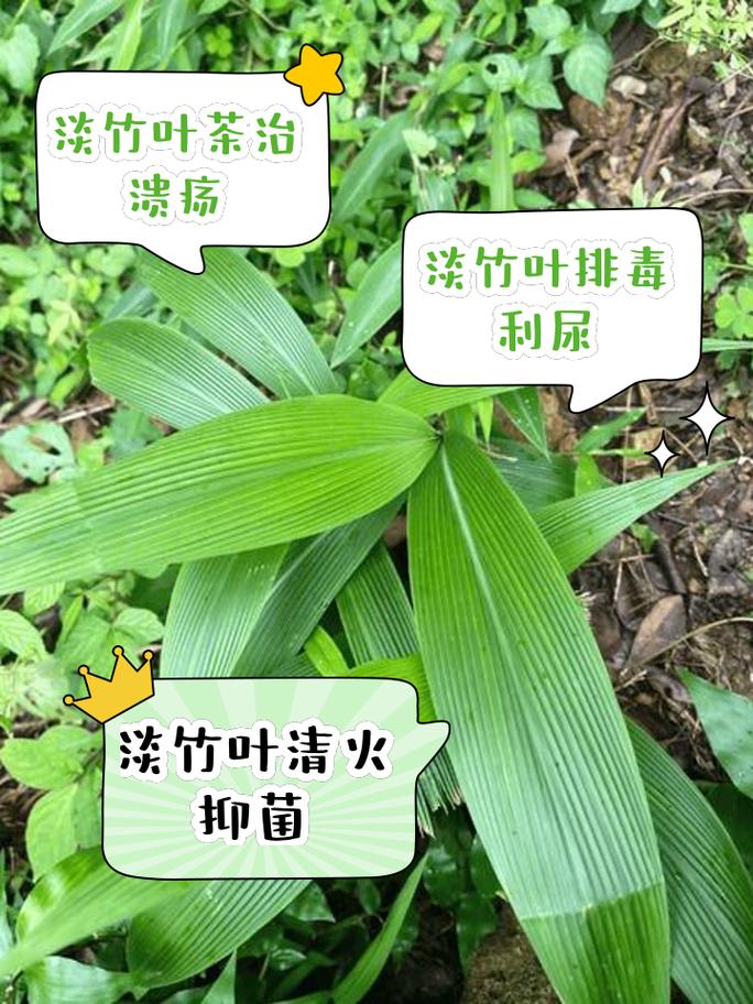 淡竹叶的养殖方法,淡竹叶的养殖方法和注意事项-第4张图片-优品飞百科 淡竹叶的养殖方法,淡竹叶的养殖方法和注意事项-第4张图片-优品飞百科