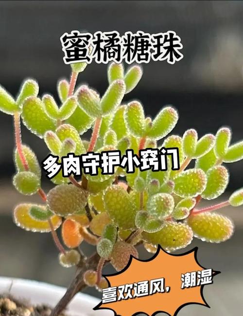 淡竹叶的养殖方法,淡竹叶的养殖方法和注意事项-第5张图片-优品飞百科 淡竹叶的养殖方法,淡竹叶的养殖方法和注意事项-第5张图片-优品飞百科