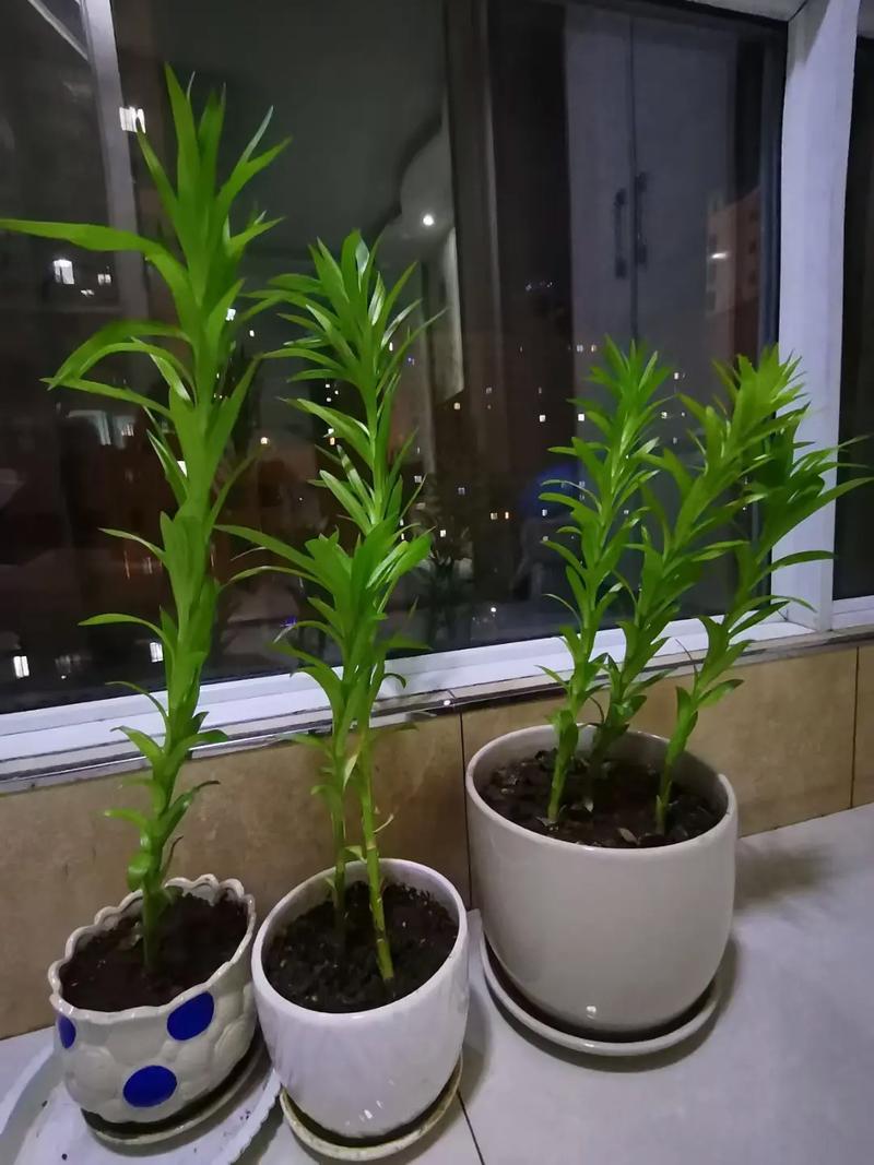百合换盆后枯萎了的原因，百合换盆后什么时候浇水？-第1张图片-优品飞百科