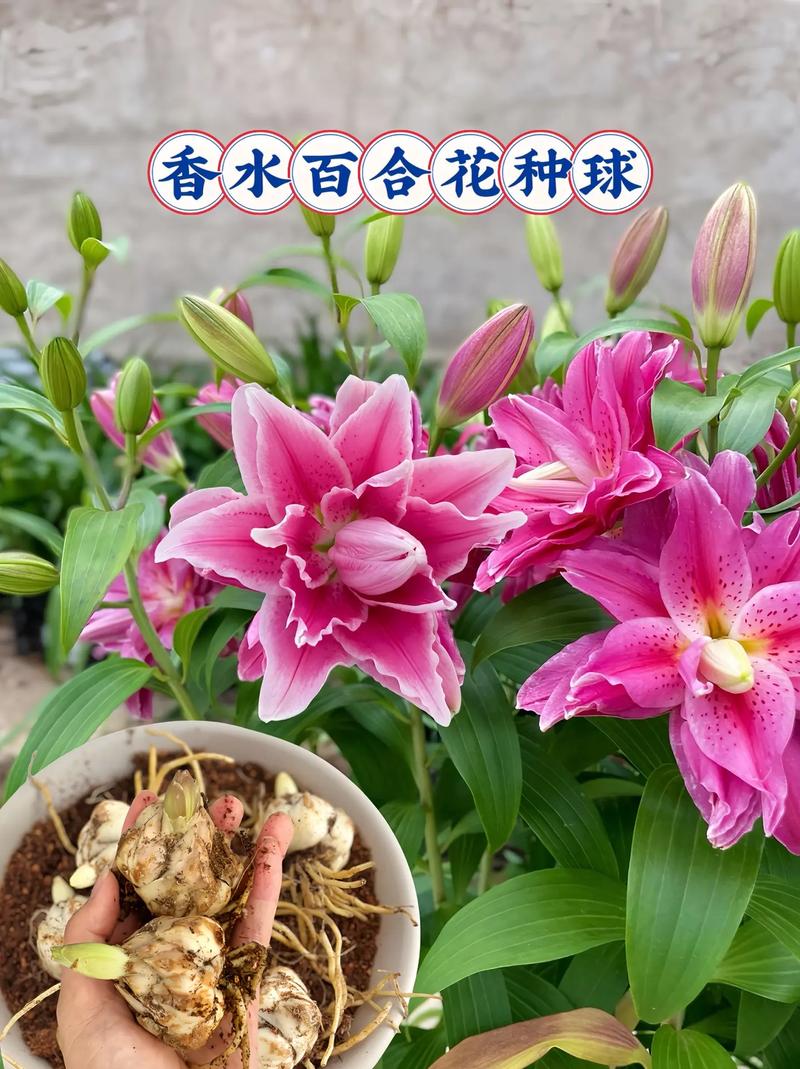 百合换盆后枯萎了的原因，百合换盆后什么时候浇水？-第4张图片-优品飞百科