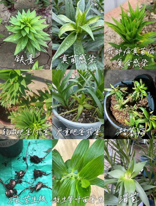 百合换盆后枯萎了的原因，百合换盆后什么时候浇水？-第6张图片-优品飞百科