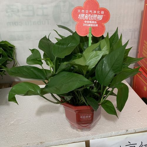 绿萝的养殖方法和注意事项?绿萝的养殖方法和注意事项水养怎样施肥?-第2张图片-优品飞百科 绿萝的养殖方法和注意事项?绿萝的养殖方法和注意事项水养怎样施肥?-第2张图片-优品飞百科