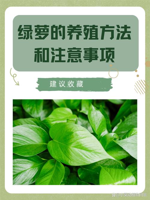 绿萝的养殖方法和注意事项?绿萝的养殖方法和注意事项水养怎样施肥?-第3张图片-优品飞百科 绿萝的养殖方法和注意事项?绿萝的养殖方法和注意事项水养怎样施肥?-第3张图片-优品飞百科