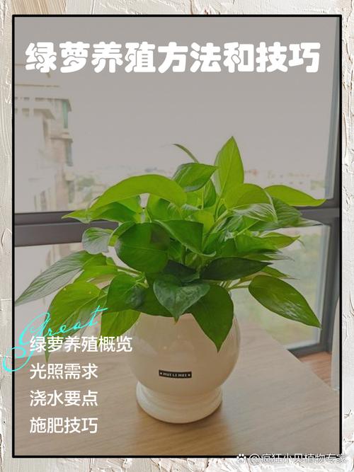 绿萝的养殖方法和注意事项?绿萝的养殖方法和注意事项水养怎样施肥?-第6张图片-优品飞百科 绿萝的养殖方法和注意事项?绿萝的养殖方法和注意事项水养怎样施肥?-第6张图片-优品飞百科