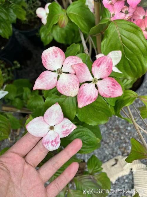 四照花的养殖方法？四照花百度百科？