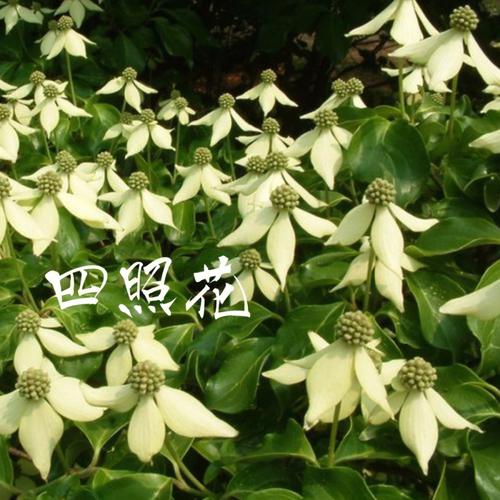 四照花的养殖方法？四照花百度百科？-第2张图片-优品飞百科