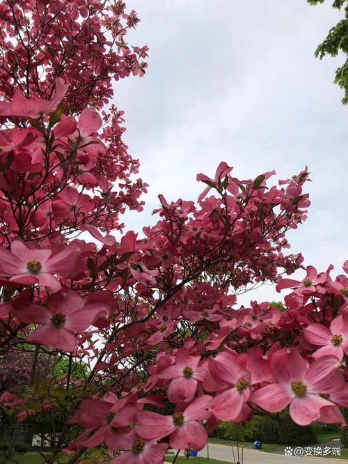 四照花的养殖方法？四照花百度百科？-第3张图片-优品飞百科