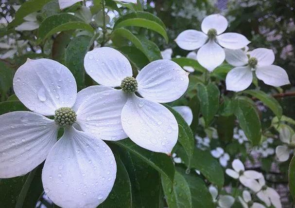 四照花的养殖方法？四照花百度百科？-第5张图片-优品飞百科