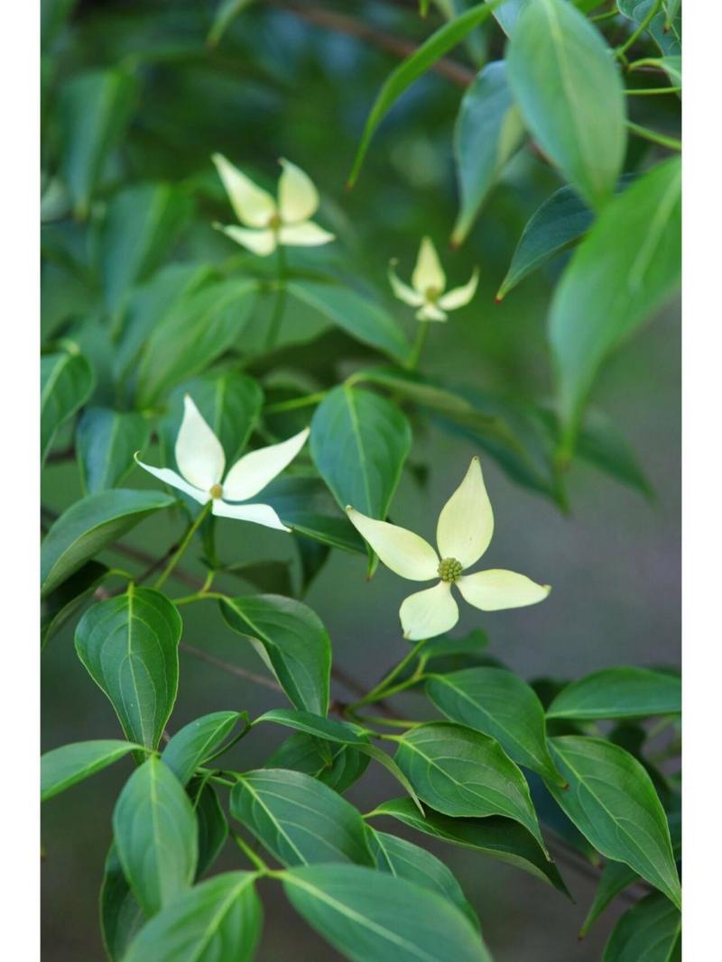 四照花的养殖方法？四照花百度百科？-第4张图片-优品飞百科