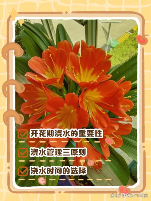 君子兰几天浇一次水？刚换盆的君子兰几天浇一次水？