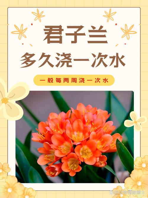 君子兰几天浇一次水？刚换盆的君子兰几天浇一次水？-第2张图片-优品飞百科