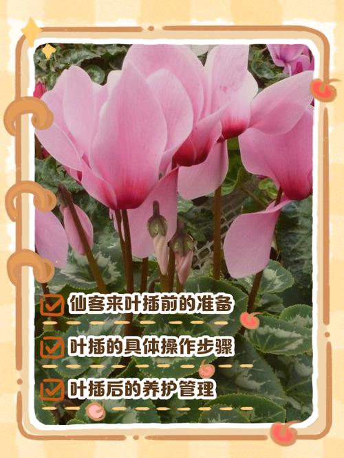 仙客来扦插方法，仙客来叶片扦插能活吗