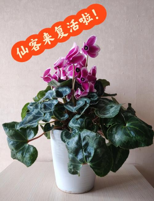 仙客来扦插方法，仙客来叶片扦插能活吗-第2张图片-优品飞百科