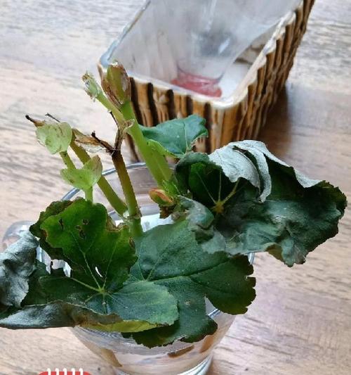 仙客来扦插方法，仙客来叶片扦插能活吗-第3张图片-优品飞百科