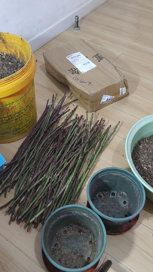 仙客来扦插方法，仙客来叶片扦插能活吗-第4张图片-优品飞百科