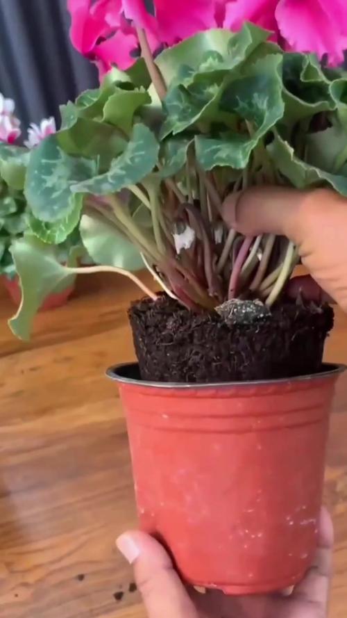 仙客来扦插方法，仙客来叶片扦插能活吗-第5张图片-优品飞百科