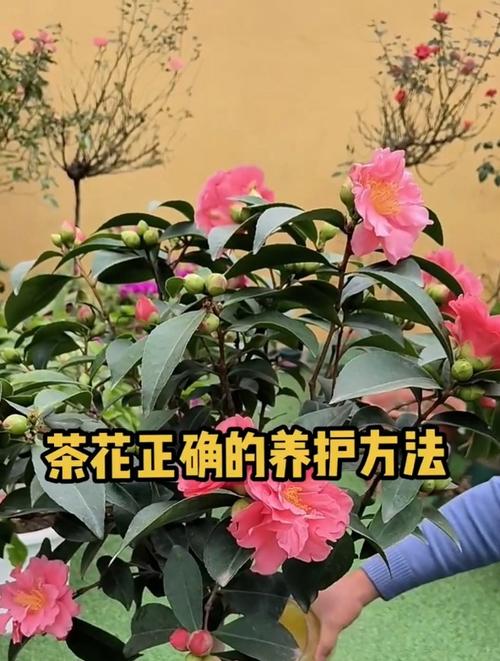 山茶花在室内怎么养，山茶花室内的养殖方法？