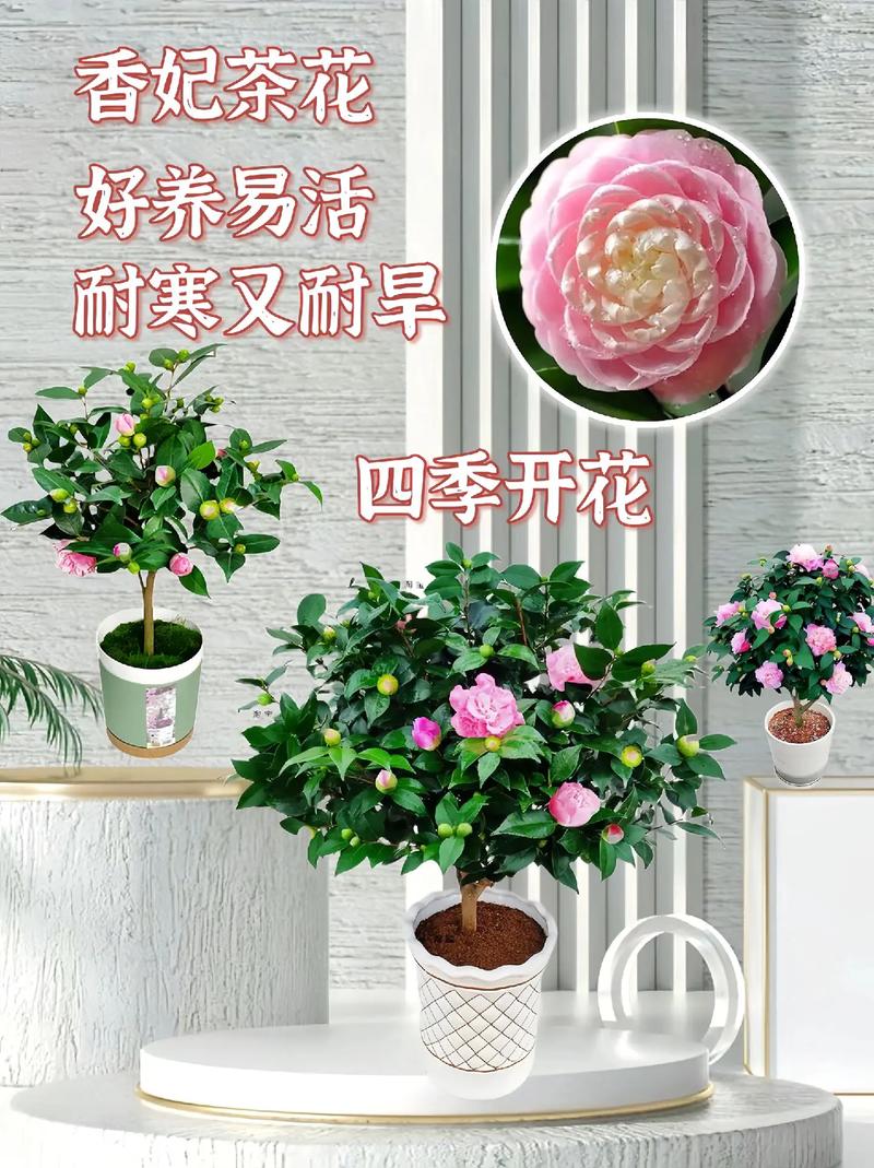 山茶花在室内怎么养，山茶花室内的养殖方法？-第2张图片-优品飞百科