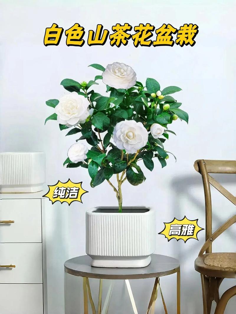 山茶花在室内怎么养，山茶花室内的养殖方法？-第3张图片-优品飞百科