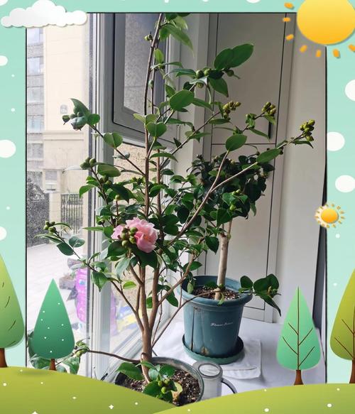 山茶花在室内怎么养，山茶花室内的养殖方法？-第4张图片-优品飞百科