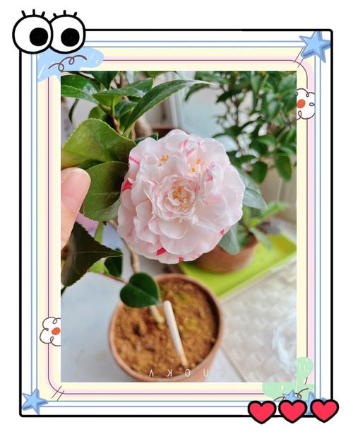 山茶花在室内怎么养，山茶花室内的养殖方法？-第5张图片-优品飞百科