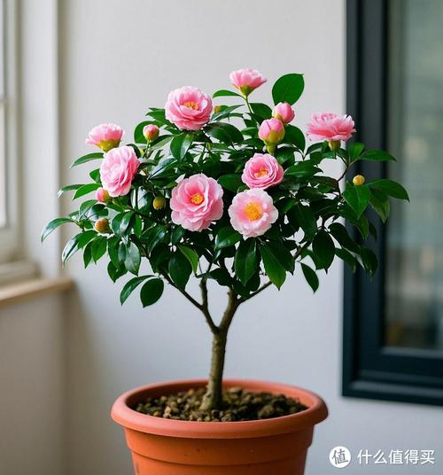 山茶花在室内怎么养，山茶花室内的养殖方法？-第6张图片-优品飞百科