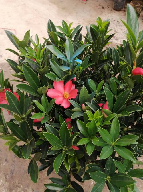 山茶花在室内怎么养，山茶花室内的养殖方法？-第7张图片-优品飞百科