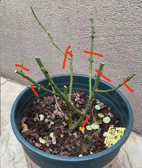 月季花冬季修剪留多高?月季花冬天剪多高?-第2张图片-优品飞百科 月季花冬季修剪留多高?月季花冬天剪多高?-第2张图片-优品飞百科