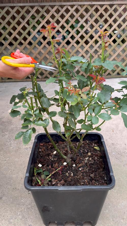 月季花冬季修剪留多高?月季花冬天剪多高?-第3张图片-优品飞百科 月季花冬季修剪留多高?月季花冬天剪多高?-第3张图片-优品飞百科