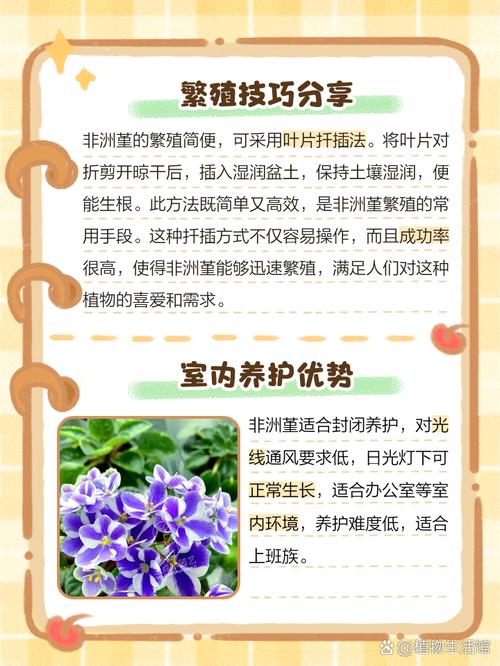 非洲堇的养殖方法和注意事项，非洲堇有哪些漂亮的品种