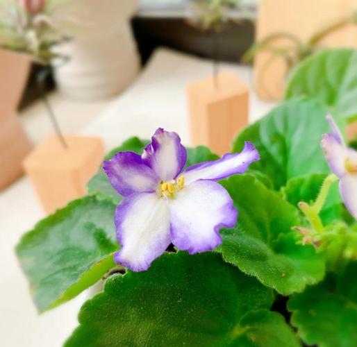 非洲堇的养殖方法和注意事项，非洲堇有哪些漂亮的品种-第2张图片-优品飞百科