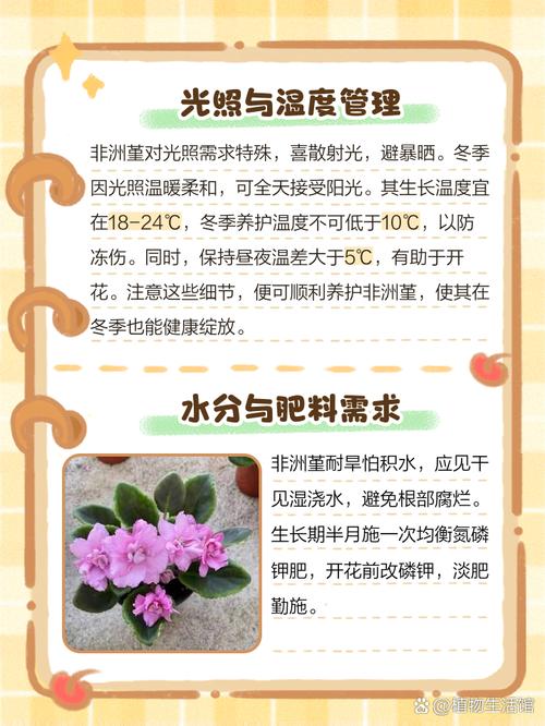 非洲堇的养殖方法和注意事项，非洲堇有哪些漂亮的品种-第3张图片-优品飞百科