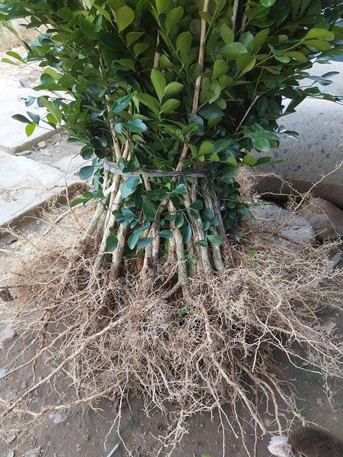 九里香的繁殖方法，九里香的繁殖方法和注意事项