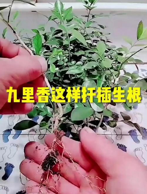 九里香的繁殖方法，九里香的繁殖方法和注意事项-第2张图片-优品飞百科
