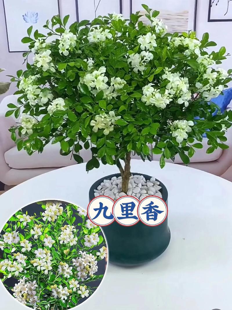 九里香的繁殖方法，九里香的繁殖方法和注意事项-第3张图片-优品飞百科