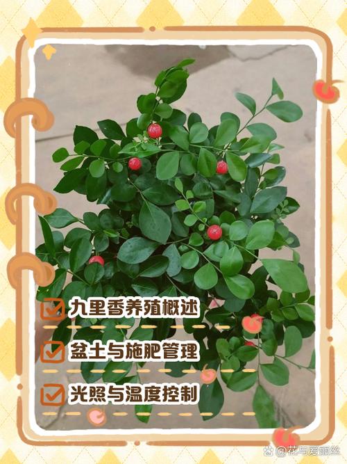 九里香的繁殖方法，九里香的繁殖方法和注意事项-第4张图片-优品飞百科