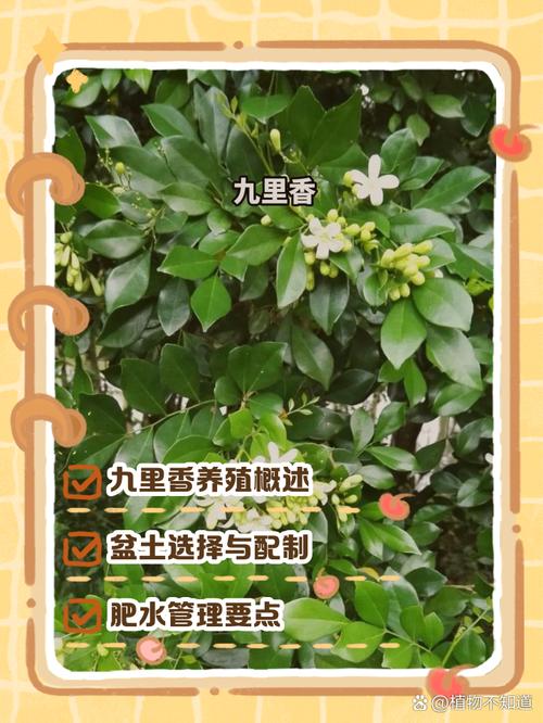 九里香的繁殖方法，九里香的繁殖方法和注意事项-第5张图片-优品飞百科