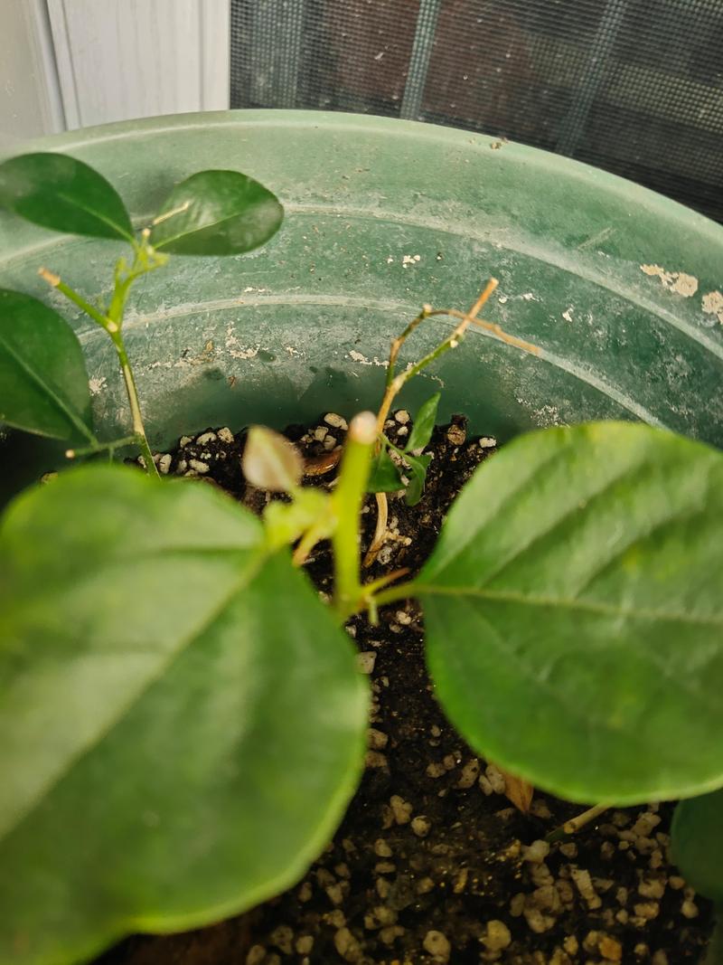 九里香的繁殖方法，九里香的繁殖方法和注意事项-第6张图片-优品飞百科