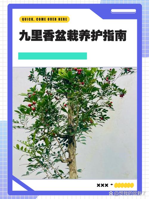 九里香的繁殖方法，九里香的繁殖方法和注意事项-第7张图片-优品飞百科