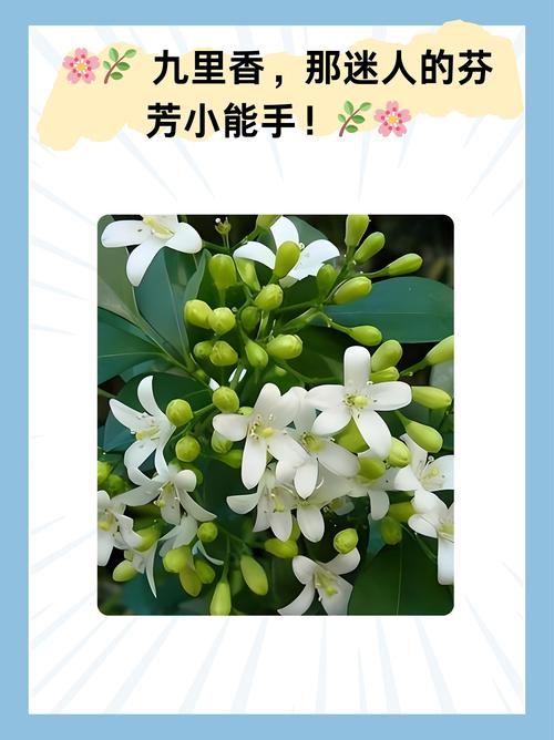 九里香的繁殖方法，九里香的繁殖方法和注意事项-第8张图片-优品飞百科
